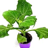 Inka Yacon 'White' Smallanthus sonchifolius 4er-Set