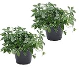 zwei Pflanzen Kraut der Unsterblichkeit (Jiaogulan) 12cm Topf