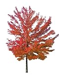 Rot-Ahorn (Acer rubrum) 10 Samen -Winterhart- Wuchshöhen Bis über 30 Meter -Kanadischer Rotahorn-