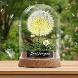 Pavlleen Wunschblume -Echte Pusteblume im Glass, Deko Geschenke im Glas, Blumen Geschenk, für Frauen, Freundin, Mädchen,Ewig Geburtstagsgeschenk,Valentinstag,Hochzeit Geschenkidee