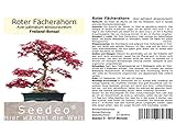 Seedeo® Roter Fächerahorn (Acer palmatum atropurpureum) Bonsai 20 Samen