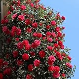 Kletterrose Red Flame in Rot - Kletter-Rose winterhart,...