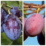 Duo Pflaume Hauszwetsche u. Königin Viktoria 2 Sorten Pflaumenbaum 10 Liter Topf Unterlage St. Julien A