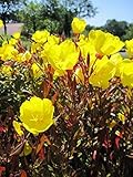 Nachtkerze Sonnenwende - Garten Nachtkerze - Oenothera tetragona Sonnenwende Stückzahl Rabatt Einzelpreis