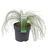 Hello Plants Stipa Tenuissima Ponytails Zartes Garten Federgras Ziergras im Ø 14 cm Pflanzentopf - Höhe: 30 cm - Gartenpflanze Engelshaar Mädchenhaargras, Büschelhaargras, Pfriemengras Bodendecker