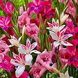 Gladiolen Botanisch Nanus Mix Kollektion, 50 Blumenzwiebeln, Mischung aus Blumenzwiebeln für Garten und Töpfe, Mischung aus 7 Farben und Sorten, Blumen und Pflanzen aus Holland