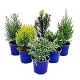 Zwerg-Koniferen-Set mit 6 Pflanzen - kleine Nadelgehölze für Beet und Balkon - im 10,5cm Topf