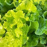 pflücksalat - winterharte kopfsalat balkon stauden 55samen