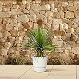 Yucca Rostrata auf Stamm - 70 cm - Ø27