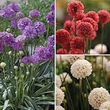 Winterharter Allium – Gartenpflanzen, Blumenzwiebeln, Riesenlauch FüR DraußEn, WunderschöNe Blumen, Bonsai-Pflanzen