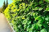 100st. Hainbuche 80-120cm ohne Topf gemessen Heckenpflanzen Carpinus betulus Hecke Weißbuche Gartenhecke Hainbuchen