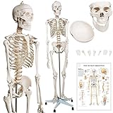 Jago® Menschliches Anatomie Skelett 181.5 cm - inkl. Schutzabdeckung, mit Ständer, Standfuss und Lehrgrafik Poster, Lebensgroß - Anatomisches Modell, Anatomie, Lernmodell, Lehrmittel