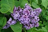Gemeiner Flieder Wildflieder Syringa Vulgaris violette Blüte 40-60 cm hoch