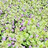 gundermann samen - pflanzensamen blumenwiese stauden blumensamen - Seltene Pflanzen serie - kräutergarten geschenk kräuterpflanzen bodendecker winterhart mehrjährig kräutersamen 200pcs