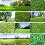 3000 pcs rasensamen - deko büro seeds garden pflanzen winterharte rasensaat grassamen,rasen saat, seed seltene pflanzen spezielle samen pflanztöpfe kübelpflanzen winterhart mehrjährig