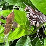 Fledermausblume - alte sorten Tacca chantrieri - steingartenpflanzen winterhart blumensamen gastgeschenk gartenpflanzen 20Samen