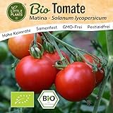 Little Plants BIO Tomaten Samen 10 Tomatensamen Matina Gemüsesamen für Gemüsegarten Samenfest Gemüse Samen für Küche, Balkon und Garten