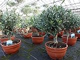 Olivenbaum Bonsai Formgehölz, Olive winterhart, Olea europaea