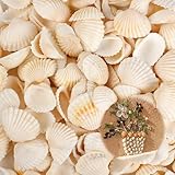 Neerow 170 Stück Muscheln Kleine, 2.5-3.5 cm Natürliche Muscheln zum Basteln, Weiße Muschel Deko 500 g für Handwerk Vasenfüller Hochzeit Dekoration Strand Theme Party Home Decoration