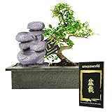 vdvelde.com - Bonsaiworld Zen Wasserfall - Bonsai Set mit Fließendes Wasser und ein Bonsai-Buch - Bonsai Baum ca. 10 Jahre alt, Höhe: ca. 30 cm - Zimmerbonsai Pflegeleicht