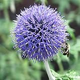 Allium Zwiebeln, MehrjäHrige Blumenzwiebel, Lebende Pflanzen, Allium Caeruleum, Zierlauch Zwiebeln, Pflegeleicht, Einzigartiges Farbspiel, Winterhart Qualitätspflanzen, 15zwiebeln-J