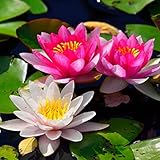 Lotus, RaritäT Mehrfarbige, SeerosenRhizome, Dauerblüher,...