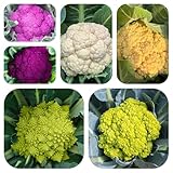 blumenkohl kaufen - bio, exotisch garten balkon, alte sorten seltene 300samen