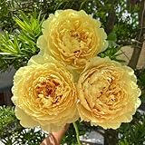 6 Pcs Pfingstrosen Pflanzen Winterhart Zwiebeln, Pfingstrosen Knollen, Winterharte Pflanzen Für Garten, Balkonblumen Pfingstrose Zwiebel - Paeonia Suffruticosa - Blumenzwiebel, Balkonpflanzen