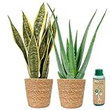 vdvelde.com - Ecoworld Aloe vera planze und Bogenhanf Sansevieria Trifasciata Laurentii - 100% Eco - im Seegras Topf - Schwiegermutterzunge - Topf 12 cm + Zimmerpflanzen Buch und Dünger