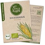 Little Plants BIO Zuckermais Samen, 30 Maissamen, hohe Keimrate, 100% Natürlich, BIO Samen Zuckermais für Gemüsegarten, Gemüsebeet Hochbeet – BIO Gemüsesamen Saatgut Nachhaltig