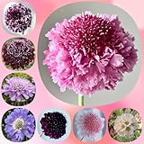 SkabioseSamen, winterharte für garten WitwenblumeSamen, blumenwiese herbstaussaat für sonnige plätze garten seltene exotische 100pcs