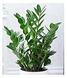 BALDUR Garten Zamioculcas, 1 Pflanze, Glücksfeder, Zamie,...