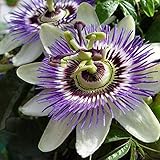 Passionsblume (Passiflora caerulea) - Mehrjärige Kletterpflanze, Winterhart & Immergrün - 1,5 Liter Topf | ClematisOnline Kletterpflanzen