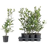 Angebot echter Gewürzlorbeer - Laurus nobilis 80-100 cm sehr Gewürz bis -10 °C frostsicher