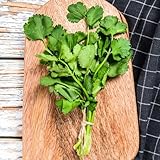 koriandersamen - Coriandrum sativum - kräutersamen heilkräuter koriander exotische kräutergarten küche winterharte kübelpflanzen bodendecker wintergemüse wildkräuter gemüsepflanzen 650samen