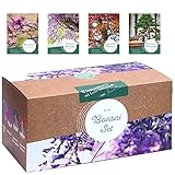 Bonsai Starter Kit – 4 außergewöhnliche Bonsai Samen...