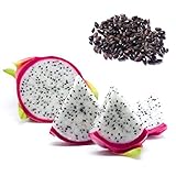 10 Samen Drachenfrucht Kaktus, frisches Saatgut Pitahaya, Pitaya, Dragon Fruit, Selenicereus undatus, schnellwüchsige Kakteen, Obst, mehrjährig, essbares süßes Fruchtfleisch, exotische Samen