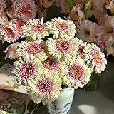 Gerbera samen、 gerbera pflanze samen、 blumen garten、pflanzen für sonnige plätze samen anzucht、pflanzen winterhart draußen geschenke für gartenliebhaber、bienenfreundlich garten 100pcs