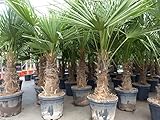 gruenwaren jakubik 3 Stück XXL Stämme Palme winterhart 180 cm Trachycarpus fortunei, Hanfpalme, Top-Qualität