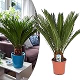 Happy Plants Cycas revoluta Palmfarn I 45 cm x ⌀ 12 cm, Zimmerpflanzen Pflanzen Palme ganzjährig, Zimmerpalme Kübelpflanze Topfpflanze Grünpflanze echte-Palme, frisch aus unserer Gärtnerei (1 Stück)