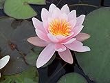 Seerose im Pflanzkorb - Nymphaea 'Marliacea Rosea' - Seerose, rosa - Wasserpflanzen Wolff