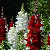 3000 hochwertige Erbstücksamen - schön und leuchtend und bringen Farbe in Ihren Garten! - Antirrhinum majus - Samen alter Sorten ohne GVO von höchster Qualität; Wunderbare Gartengeschenke