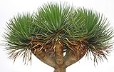 10Stück drachenbaum pflanze samen winterfeste pflanzen für balkon garten pflanztöpfe balkonpflanzen winterhart grünpflanzen zimmerpflanzen plants deko pflanzenkübel bonsai topf