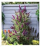 BALDUR Garten Buddleia 'Straight UP - Butterfly Tower', 1 Pflanze, Sommerflieder, winterhart, blühend, Schnittblume, Buddleja Hybride, lange und aufrechte Blütenrispen, benötigt wenig Platz