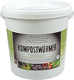 KOMPOSTWÜRMER - 1000 Stück/Eimer - Kompost-Starter Regenwürmer - Eisenia Kompostwurm lebend aktiv - Würmer für Garten & Kompostierung Kompost Komposter Wurmkomposter Wurmkiste Wurmfarm Komposttoilette