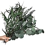 Laughhe 12 Stück Eukalyptus Getrocknet, 3 Arten Gemischte Eukalyptuszweige Natürliche Eukalyptus Echt Ewig Haltbare Trockenblumen für Die Perfekte Hochzeit Blumen Arrangements Heim Decor