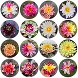 seerosen lotus, lotussamen balkon, blumenwiese mehrjährig lotusblüte lotusblumensamen für sonnige plätze, deko blumenwiese 90pcs