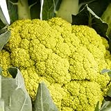 blumenkohl kaufen - deko wohnzimmer garten hochbeet, indoor bio winterhart balkon, bodendecker 250samen