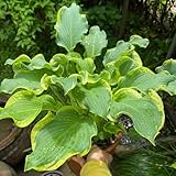 500 pcs funkien pflanze winterhart samen - Hosta plantaginea - wiesenblumen samen, balkonpflanzen winterhart funkien samen blumensamen gastgeschenk, samen blumenwiese, topfpflanzen