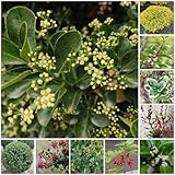 100 pcs stechpalme pflanze samen, gartenpflanzen, hochbeet samen topfpflanzen für draußen, kübelpflanzen winterhart outdoor pflanzen, bodendecker pflanzen samen, indoor plants stauden